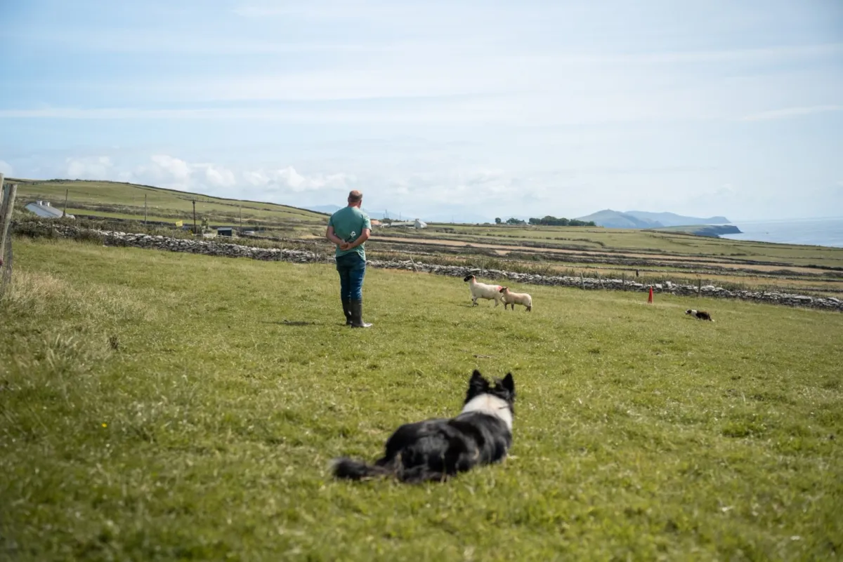 Dingle Sheepdog Tour