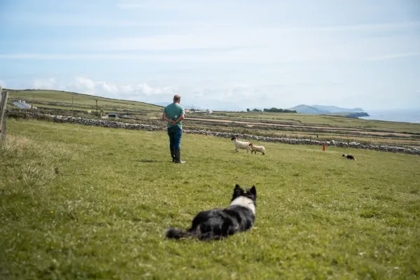Dingle Sheepdog Tour